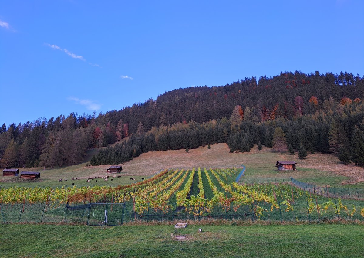 20241017_174718_-_kopie.jpg
