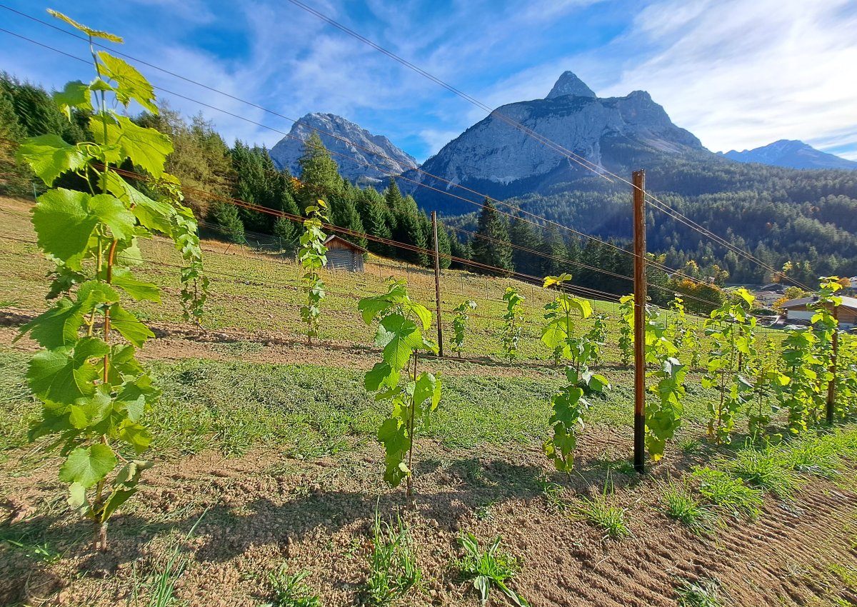 Unser Weinberg